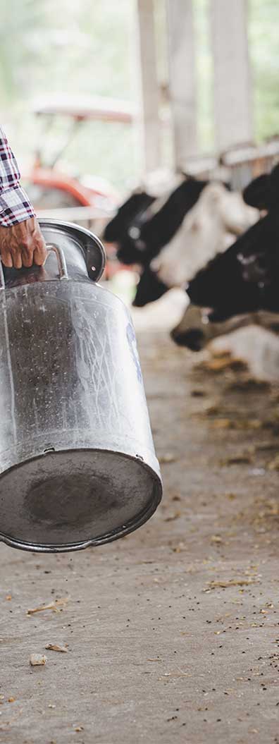 Agrovit Süt