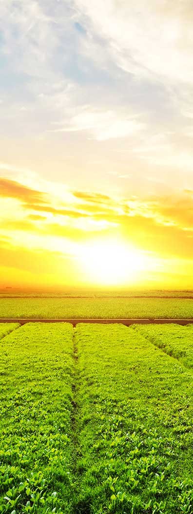 Agrovit Tarım